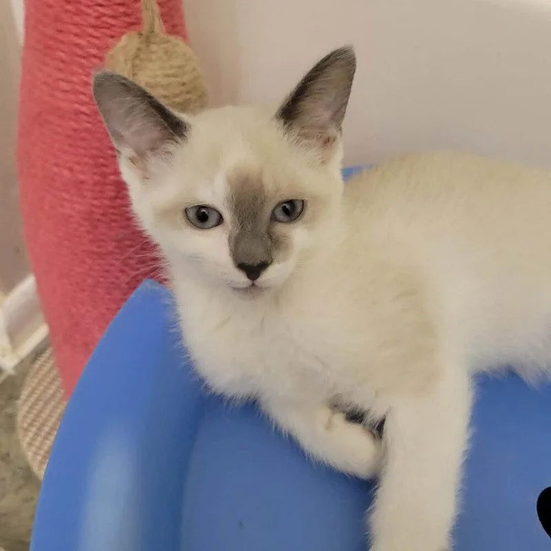 A baby medium-sized female Buff / Tan / Fawn Snowshoe cat named Dew for adoption in Candler, NC