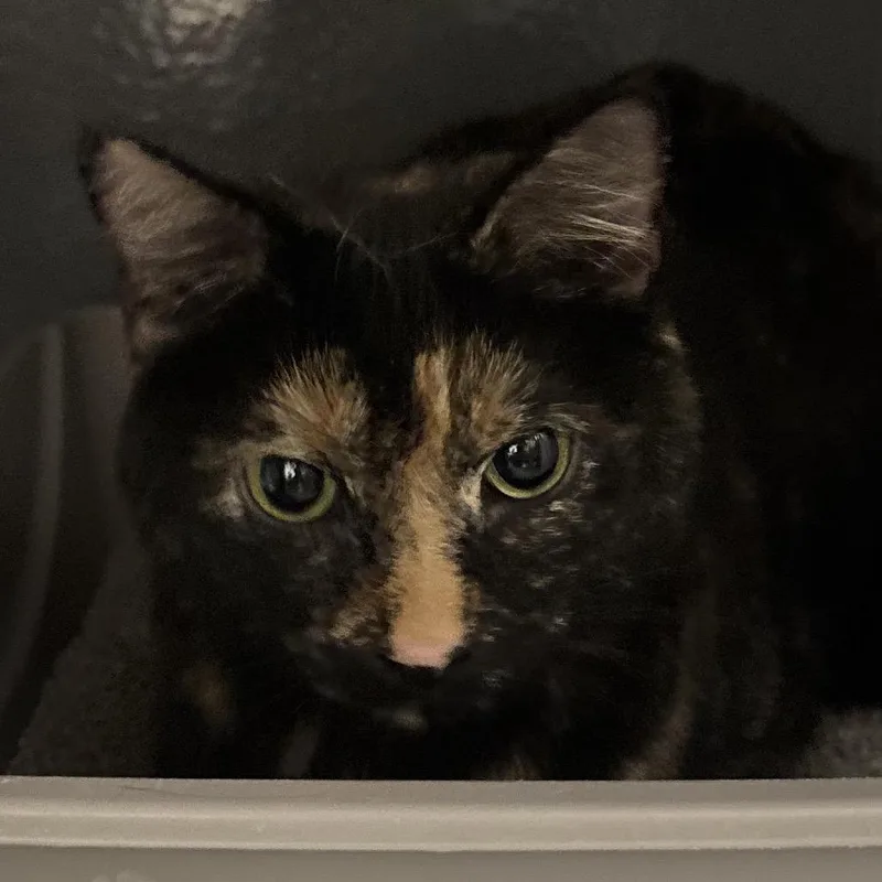 An adult medium-sized female Tortoiseshell Domestic Short Hair cat named Honey for adoption in Hamburg, NY
