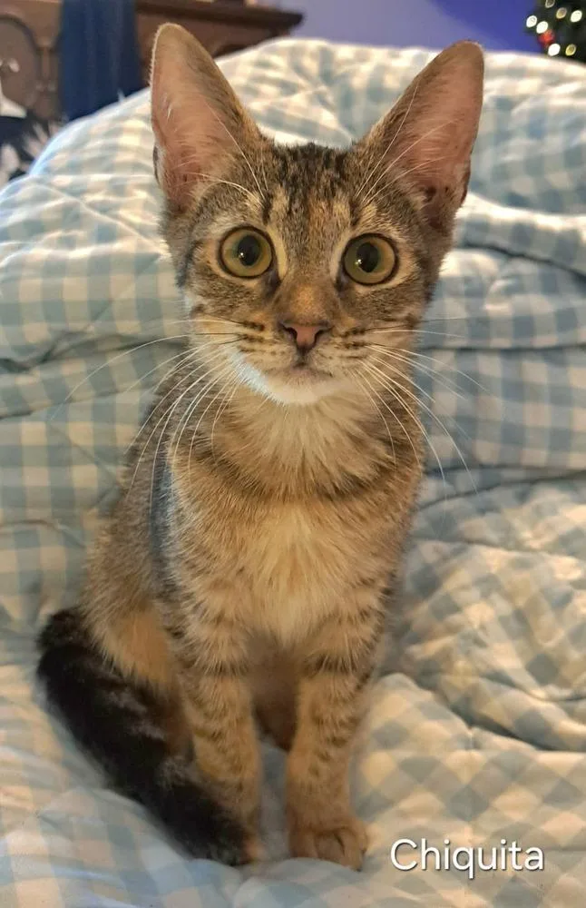 A baby small-sized female Domestic Short Hair cat named Chiquita for adoption in Groveland, MA