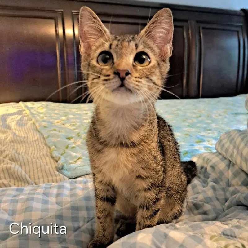 Chiquita thumbnail 3