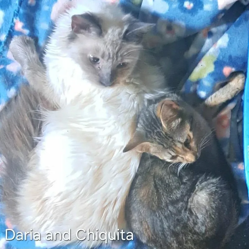 Chiquita thumbnail 4