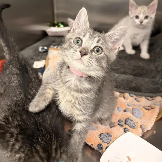 A baby small-sized female Gray / Blue / Silver Domestic Short Hair cat named Nicky for adoption in Marshall, VA