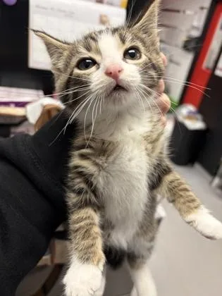 A baby small-sized female Domestic Medium Hair cat named Scratchy for adoption in West Chester, PA