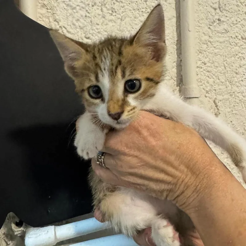 A baby small-sized male Domestic Medium Hair cat named Nash for adoption in Seminole, FL