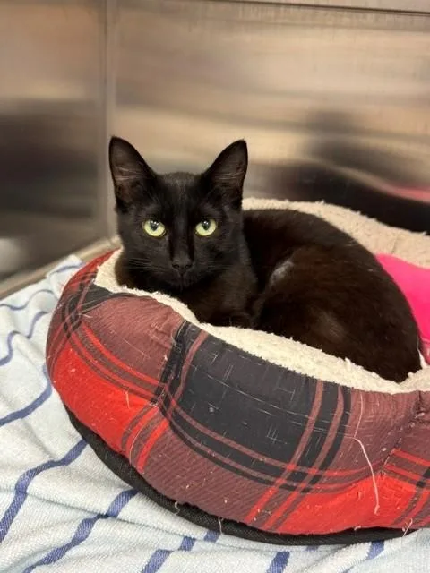 A young small-sized female Domestic Short Hair cat named Crispy for adoption in Naples, FL