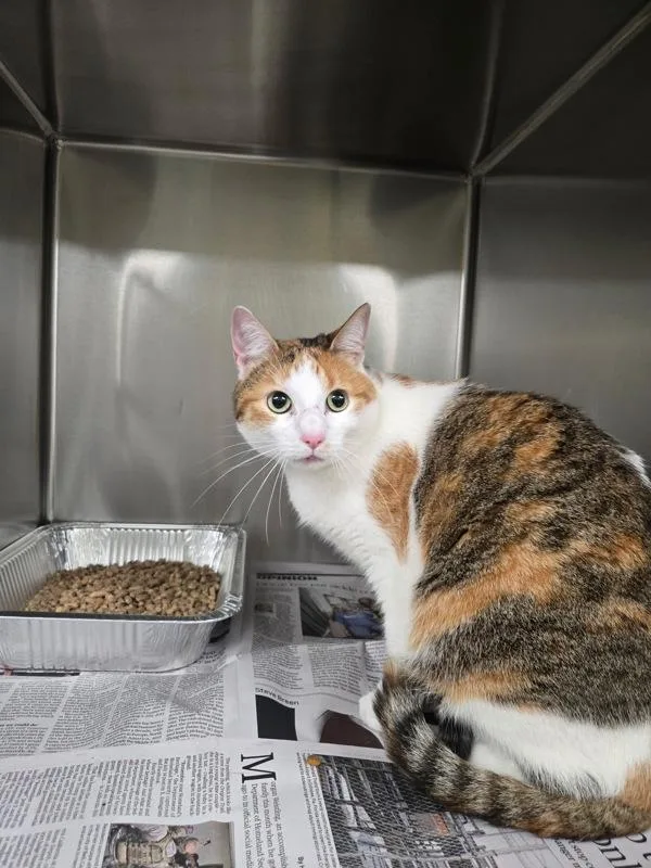 An adult small-sized female Domestic Short Hair cat named If  Francesca for adoption in Lawrenceville, GA