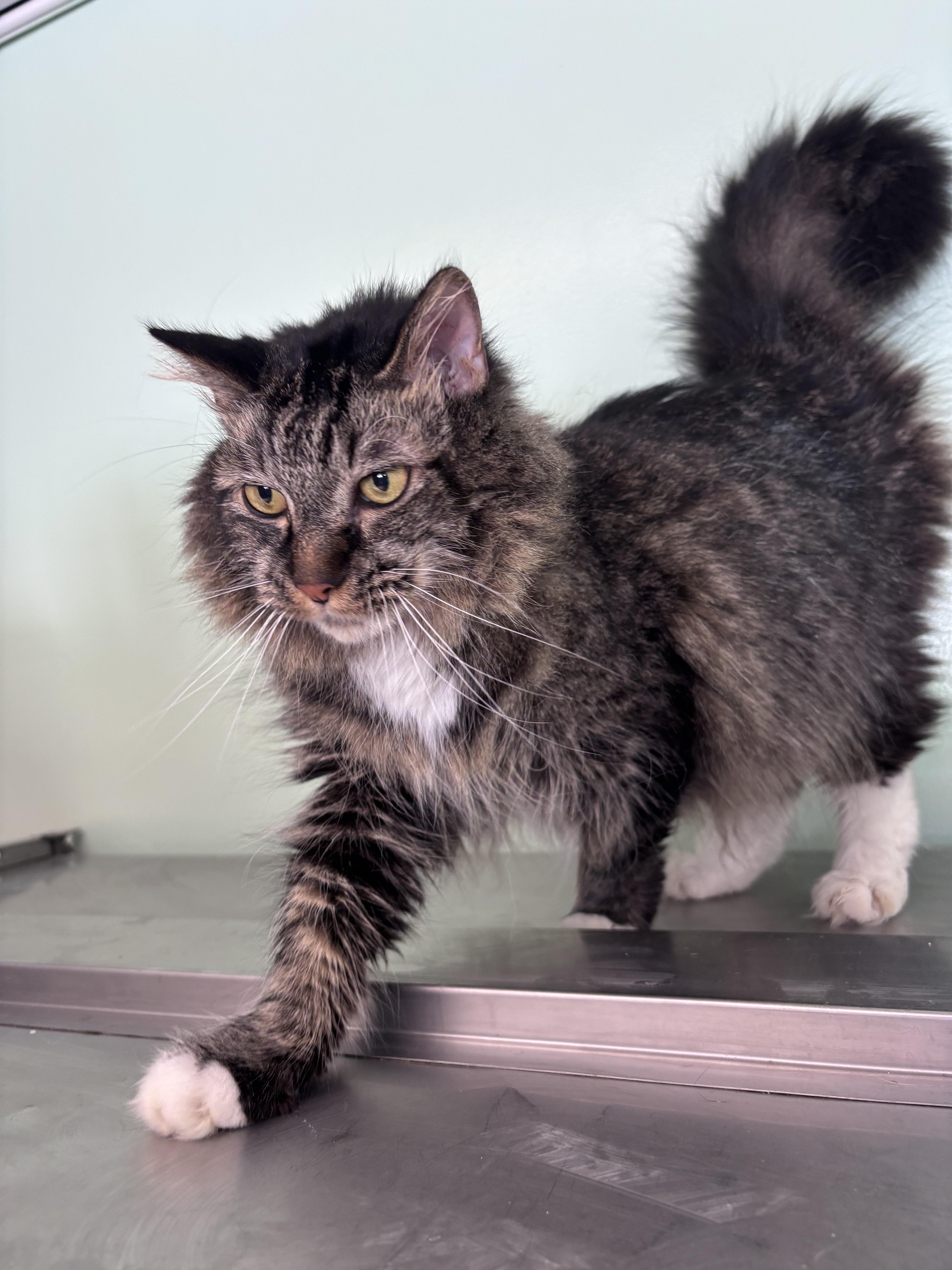 An adult medium-sized male Domestic Medium Hair cat named Alvin for adoption in Franklin, IN