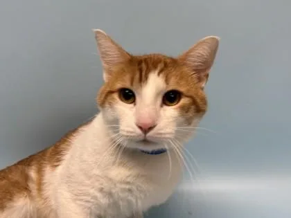 An adult small-sized male Domestic Short Hair cat named Leo for adoption in Coon Rapids, MN