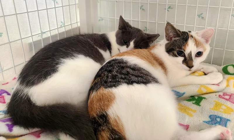 A baby medium-sized female Torbie Domestic Short Hair cat named Amethyst & Jasper for adoption in Kirkland, WA