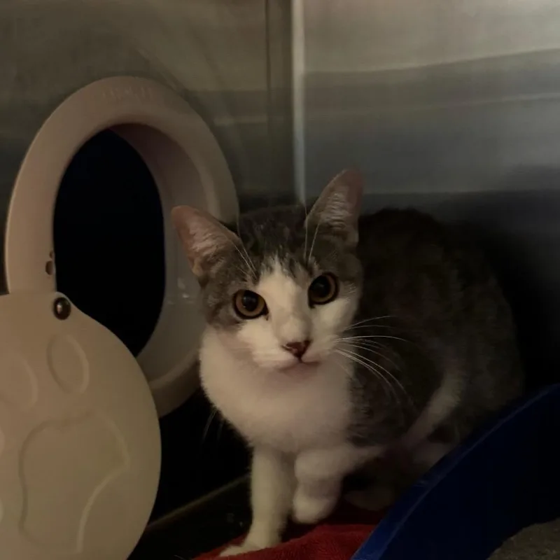 An adult medium-sized female Domestic Short Hair cat named Tiny Tina for adoption in York, PA