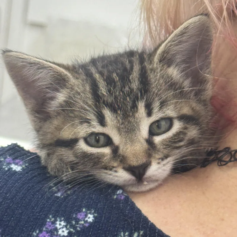 A baby medium-sized male Tabby (Buff / Tan / Fawn) Domestic Short Hair cat named Little Man for adoption in Sonora, CA