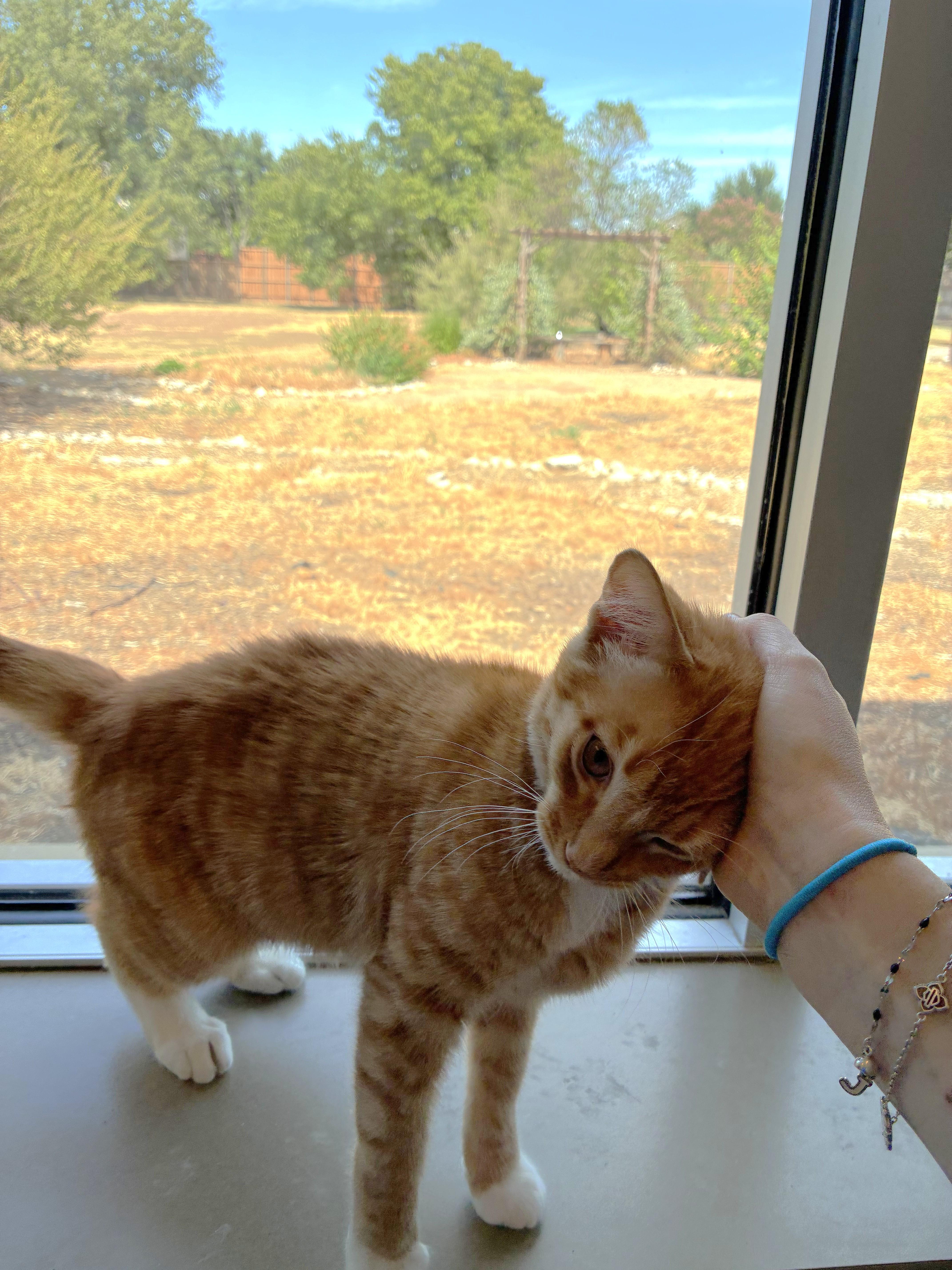 A baby medium-sized male Domestic Short Hair cat named Simba for adoption in Murphy, TX
