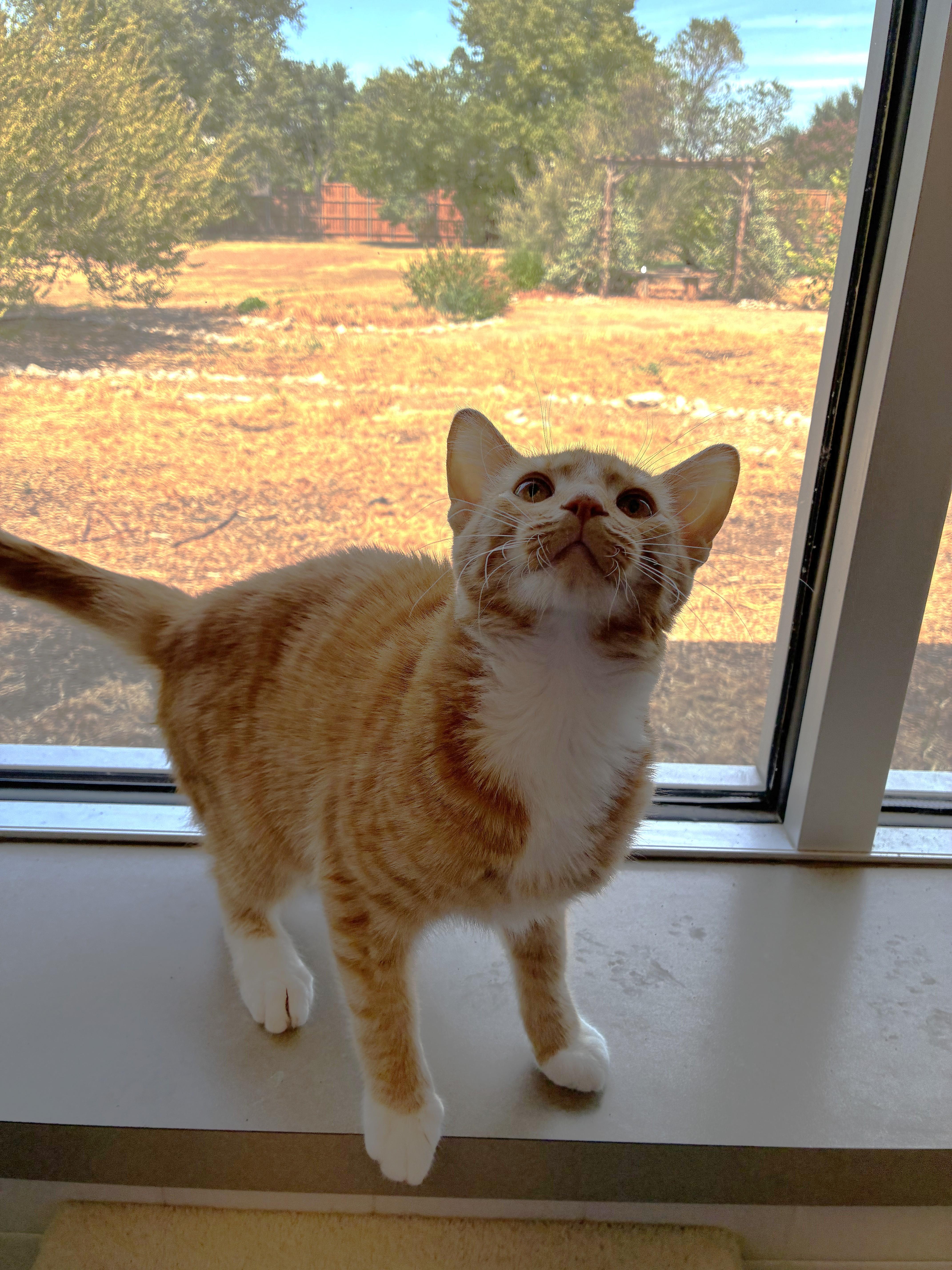 Simba thumbnail 2