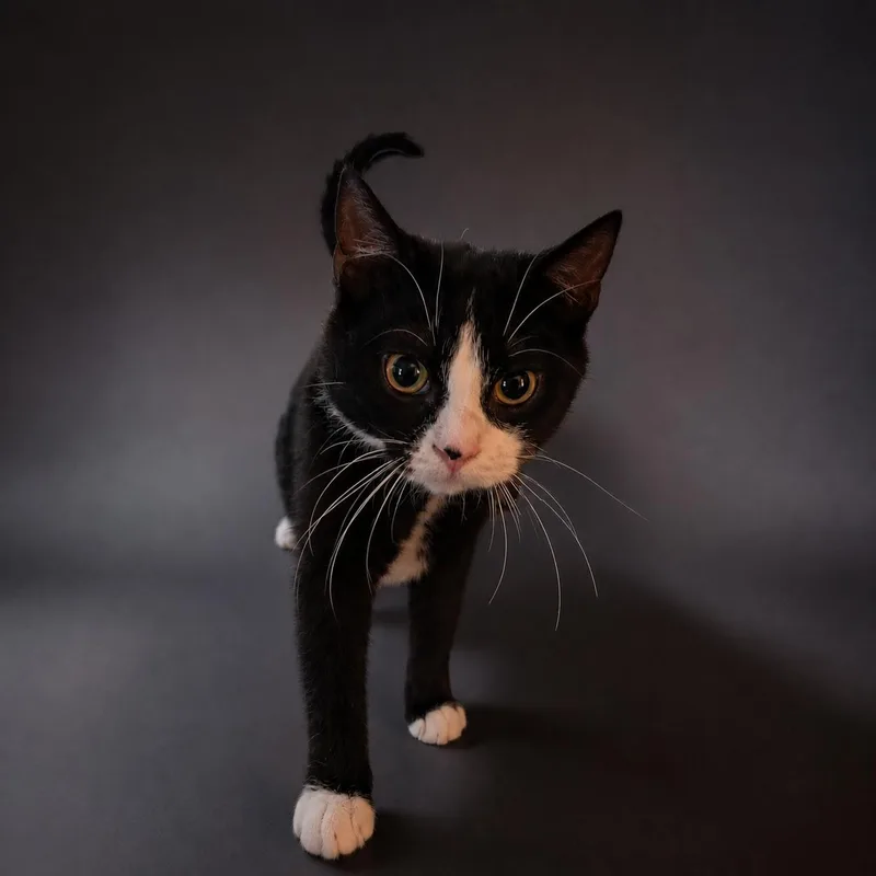 A young medium-sized male Tuxedo cat named Junior for adoption in Kenhorst, PA