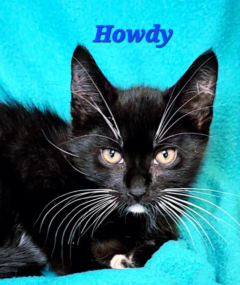 A baby medium-sized male Black Domestic Medium Hair cat named Howdy for adoption in Macon, GA