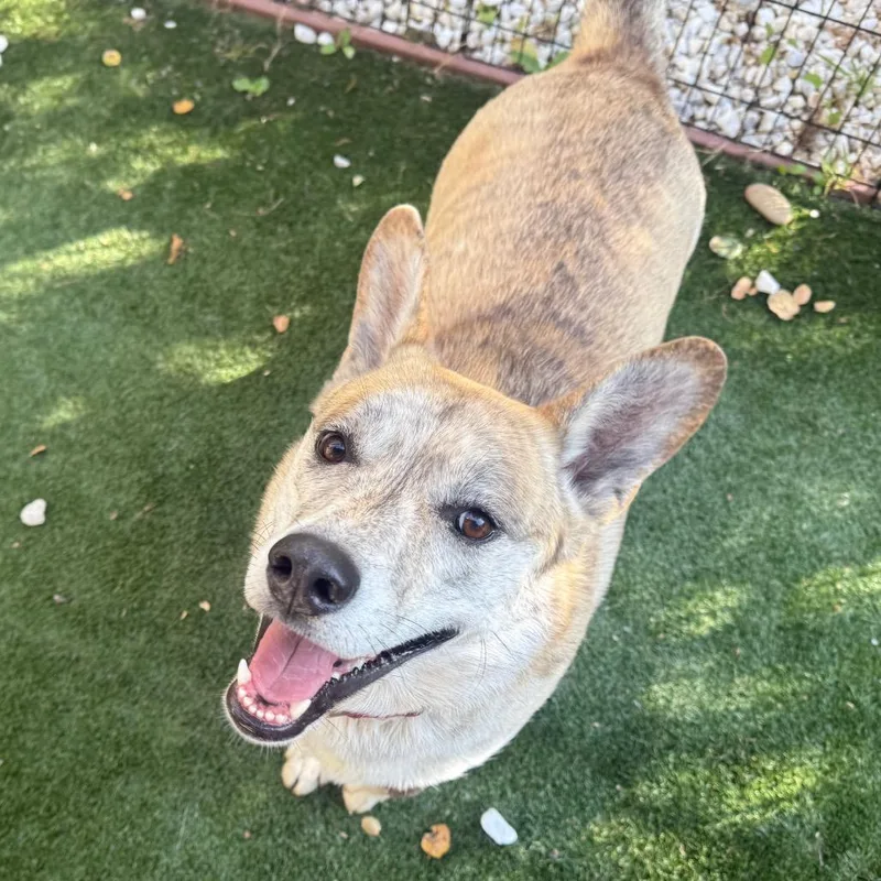 An adult medium-sized male Brindle Mixed Breed dog named Atlantis for adoption in San Francisco, CA