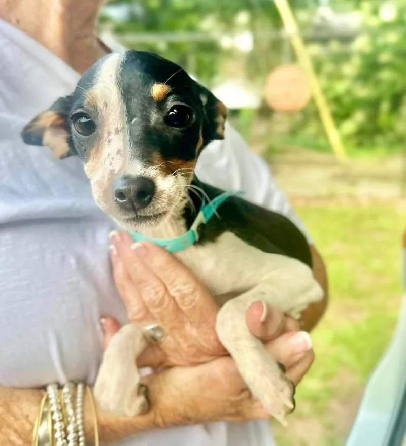 A baby medium-sized female Mixed Breed dog named Miranda Lambert for adoption in Groveland, MA