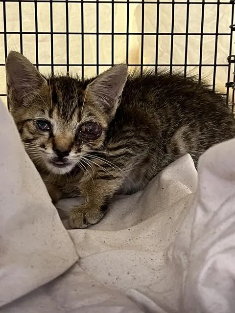 A baby small-sized male Domestic Short Hair cat named A for adoption in Fort Lauderdale, FL