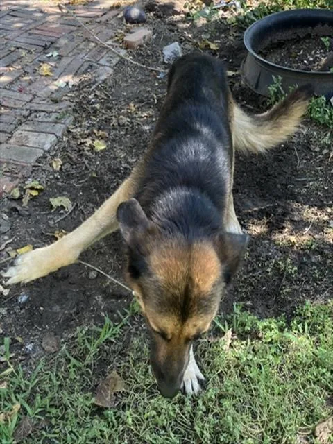 An adult large-sized male Mixed Breed dog named Flaco for adoption in Dallas, TX
