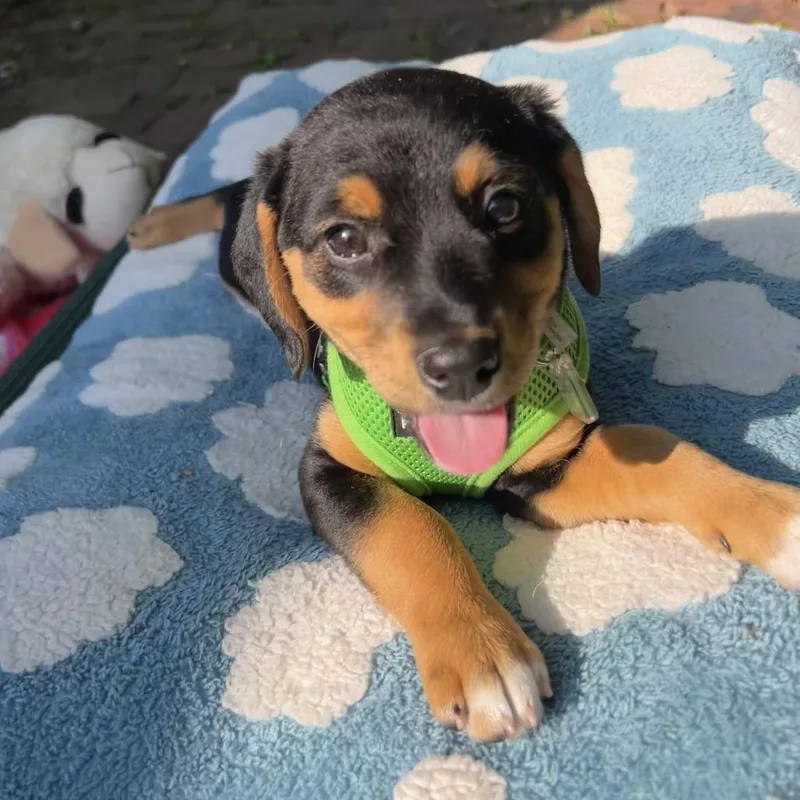 A baby small-sized female Black Beagle dog named Lucy Van Pelt for adoption in Fairfax Station, VA