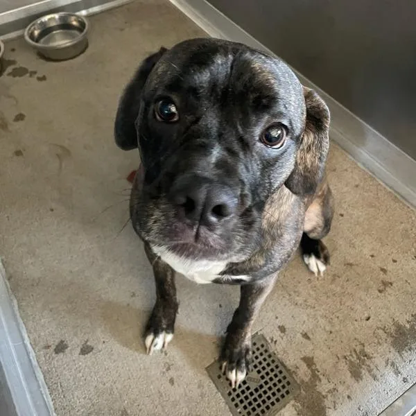 An adult medium-sized male Boxer dog named Lyle for adoption in Des Moines, IA