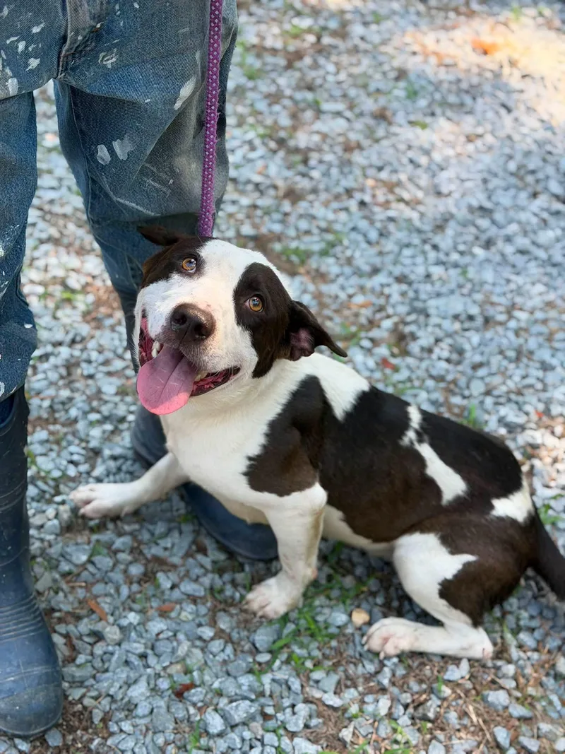 An adult medium-sized male Mixed Breed dog named Lawrence for adoption in Elizabethtown, NC