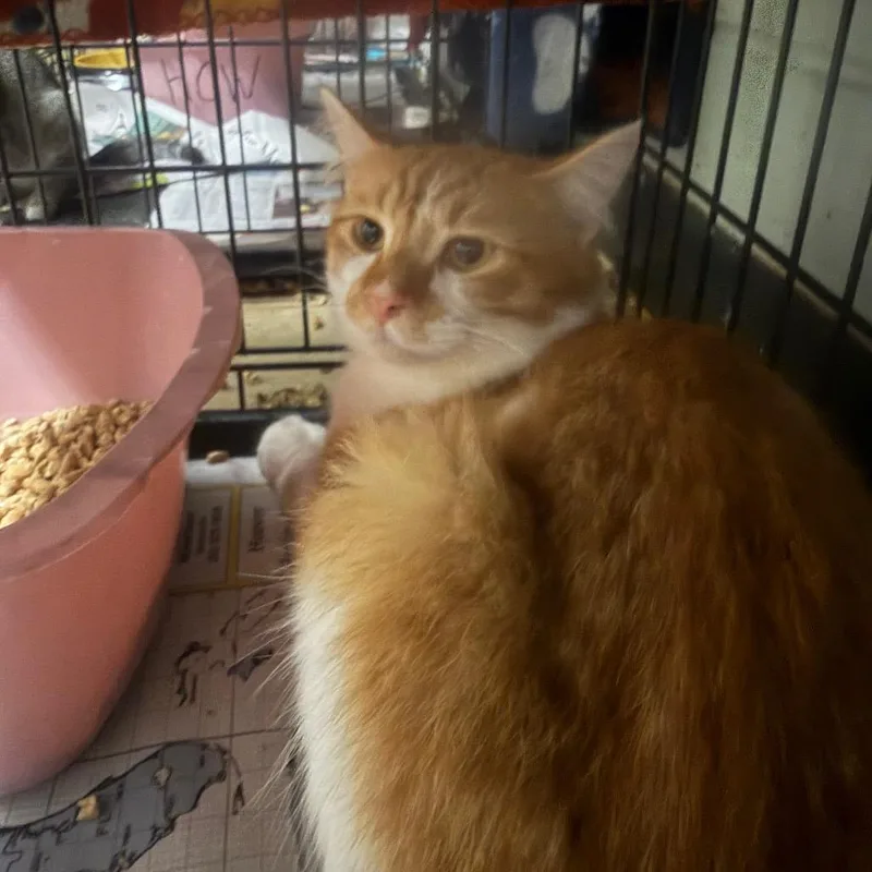 A young medium-sized male Orange / Red Domestic Long Hair cat named Tang for adoption in Monroeville, AL