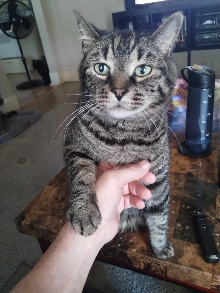 A senior medium-sized male Domestic Short Hair cat named Baxter for adoption in Cumberland, ME