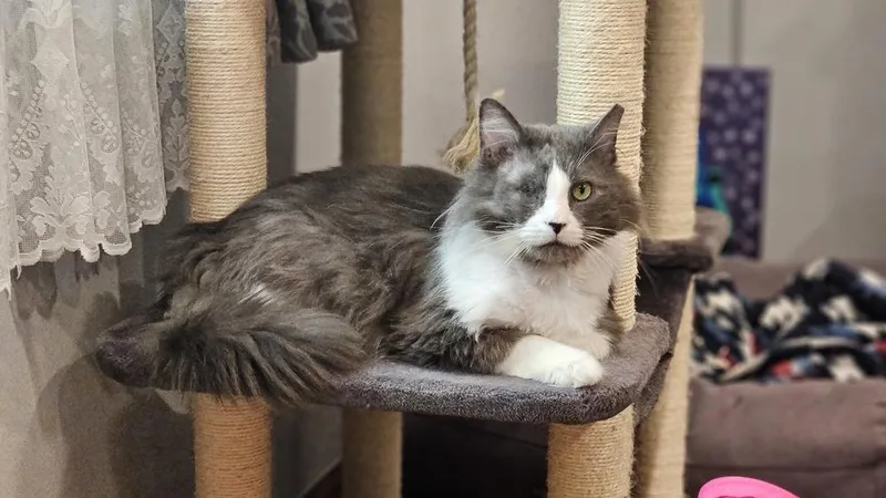 An adult large-sized male Gray & White Domestic Long Hair cat named Simba for adoption in Olyphant, PA