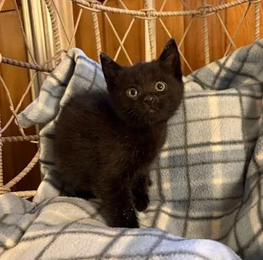 A baby medium-sized male Black Domestic Short Hair cat named Little Red Corvette for adoption in Andover, MN