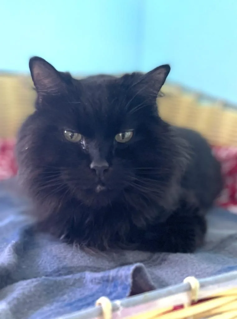 Coco thumbnail 2
