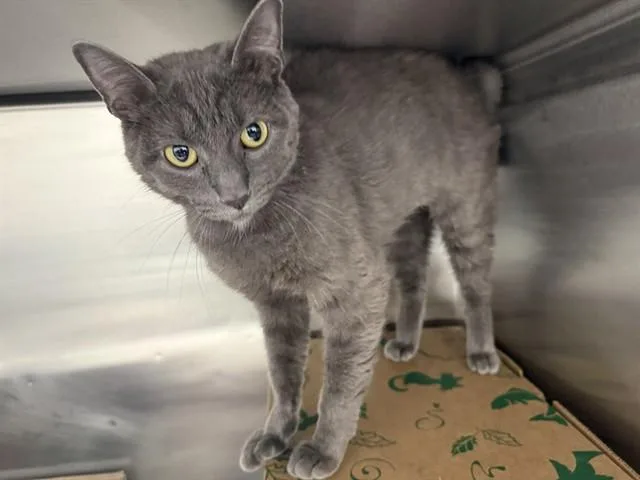 A young small-sized female Domestic Short Hair cat named Puff for adoption in Saint Louis, MO