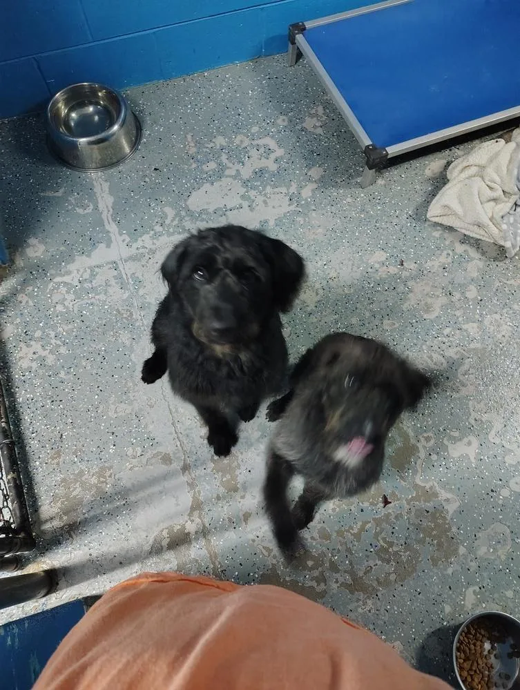 An adult medium-sized female Poodle dog named Clairabell for adoption in Muskegon, MI