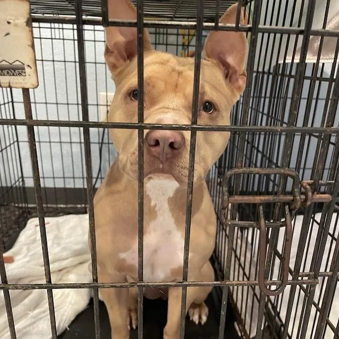 An adult medium-sized female Mixed Breed dog named Honey Bear for adoption in Port Charlotte, FL