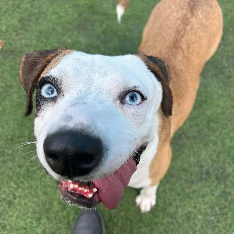 An adult medium-sized female Tricolor (Brown, Black, & White) American Staffordshire Terrier dog named Sydney for adoption in Raleigh, NC
