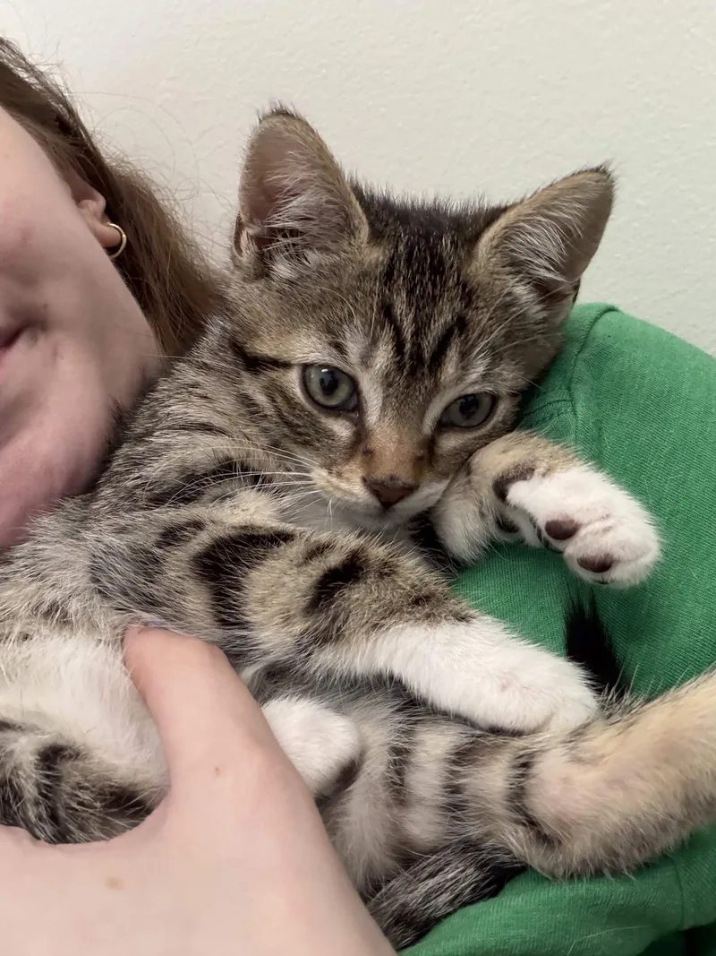 A baby small-sized female Tabby (Buff / Tan / Fawn) Domestic Short Hair cat named Sally for adoption in Weehawken, NJ