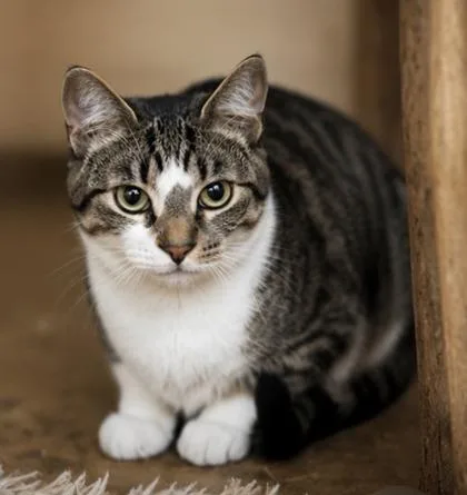A young small-sized male Domestic Short Hair cat named Thistle for adoption in River Ridge, LA