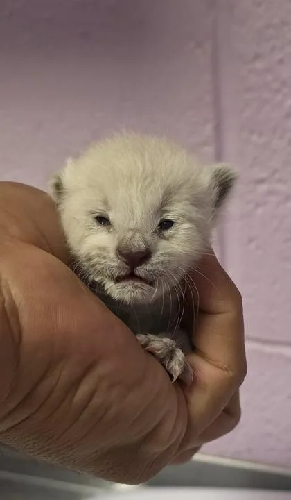 A baby small-sized female White Siamese cat named 61571234 for adoption in El Paso, TX