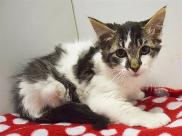 A baby small-sized male Domestic Medium Hair cat named Culver for adoption in Sacramento, CA