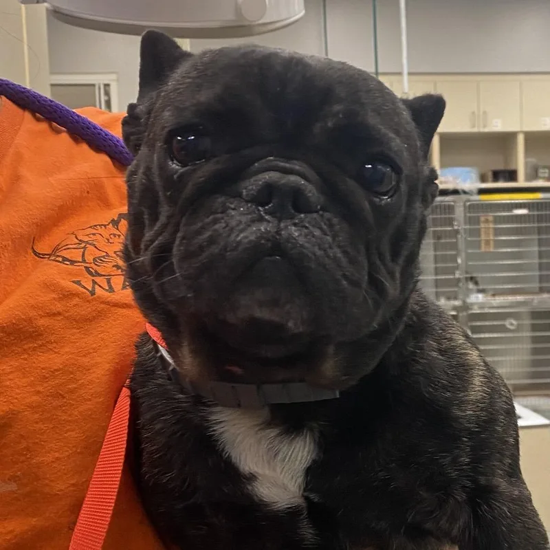 An adult small-sized female Brindle French Bulldog dog named WAGSStray for adoption in Westminster, CA