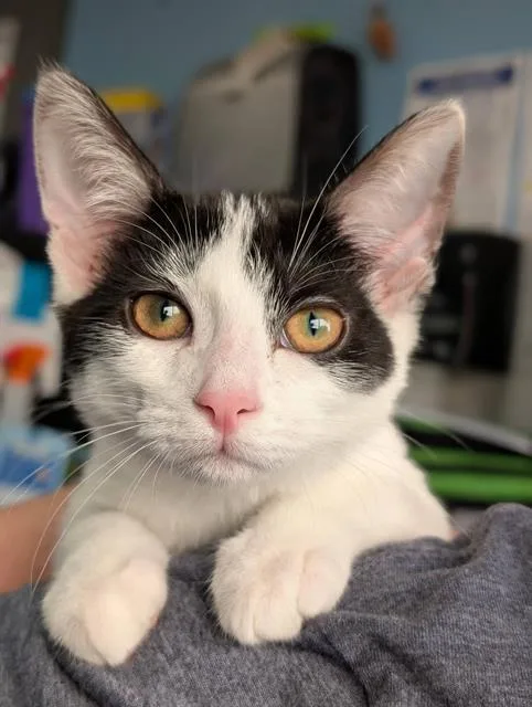 A baby small-sized female Domestic Short Hair cat named Millie for adoption in Canfield, OH