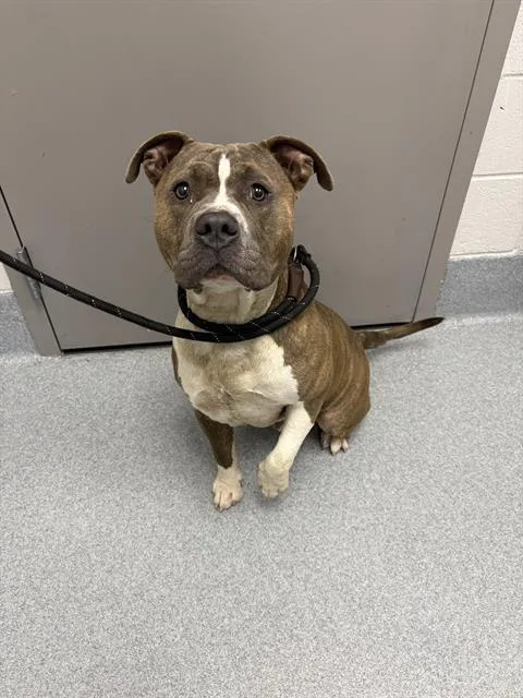 A young medium-sized male Pit Bull Terrier dog named Fushigoro for adoption in Indianapolis, IN