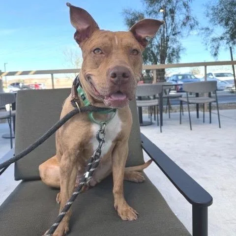An adult medium-sized female Red / Chestnut / Orange Catahoula Leopard Dog dog named Ruby Rousey Vt for adoption in Las Vegas, NV