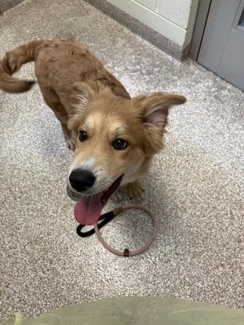 A baby small-sized female Golden Retriever dog named Ruby for adoption in Pueblo, CO