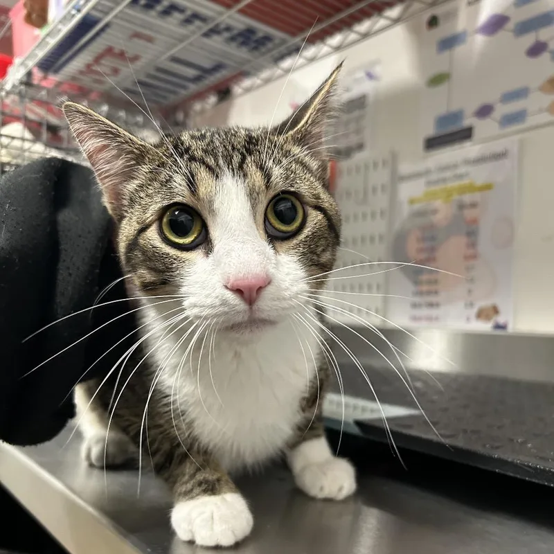 An adult medium-sized male Gray / Blue / Silver Domestic Short Hair cat named Turkiye for adoption in League City, TX