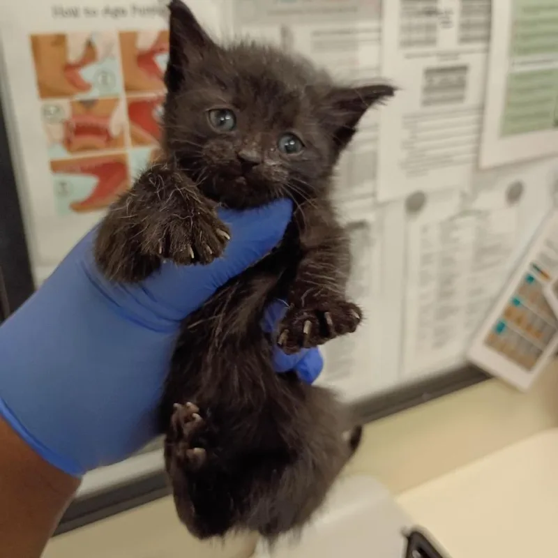 A baby small-sized female Black Domestic Short Hair cat named Beetle for adoption in Lynchburg, VA
