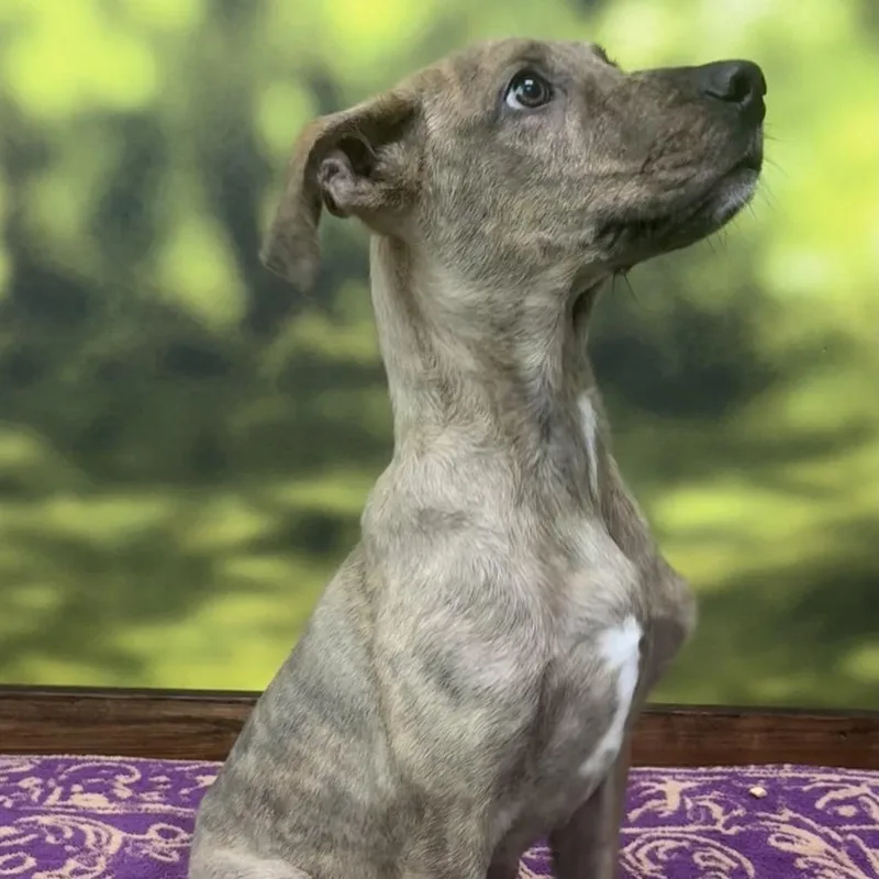A baby medium-sized male Mixed Breed dog named Nutmeg for adoption in Auburn, NH