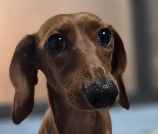 An adult small-sized female Dachshund dog named Pen for adoption in Lawrenceville, GA