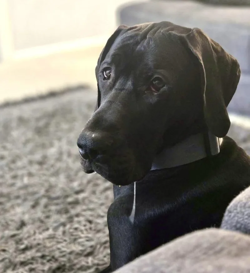 A young large-sized female Black Great Dane dog named Sasha for adoption in Eagan, MN