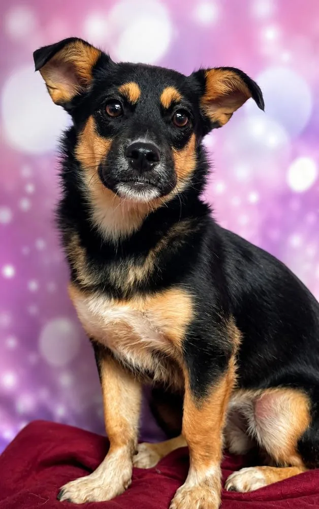 A young small-sized male Brown / Chocolate Chihuahua dog named Licorice for adoption in Littleton, CO